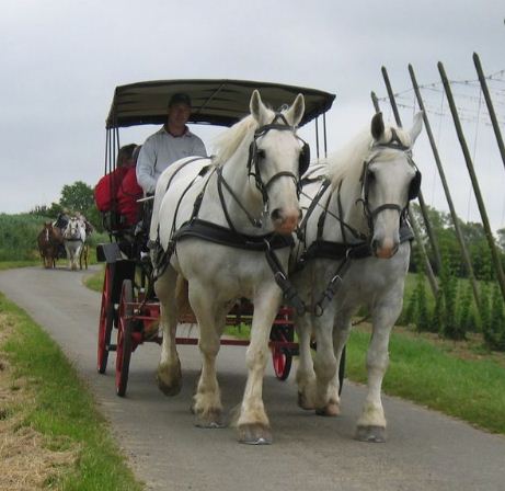 Location de calèche, cérémonie, enterrement de vie de jeune fille